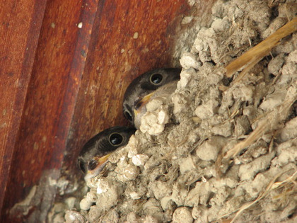 Die fühlen sich wohl im Nest am Haus