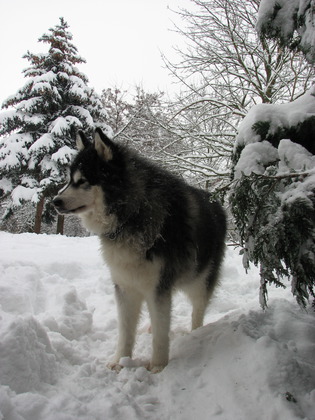 Schneehund in ihrem Element