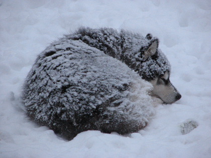 Ein echter Schneehund