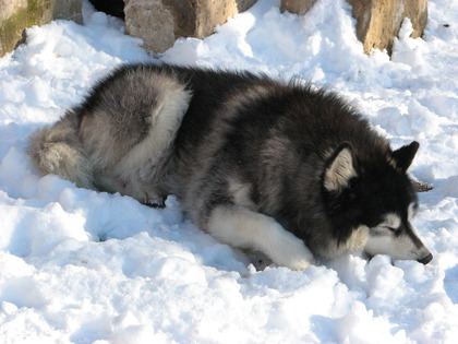 Qita schläft im Sonnenschein auf Schnee