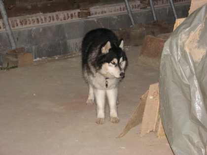 Ein vorwurfsvoll dreinblickender Husky wartet auf die Heimreise