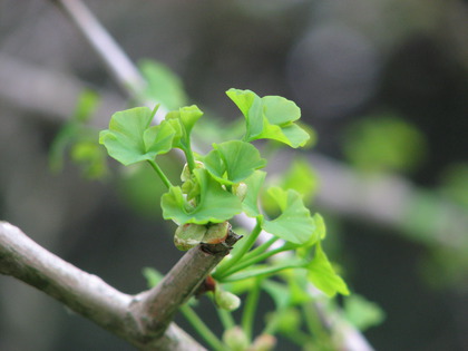 Der Ginko zeigt auch Leben