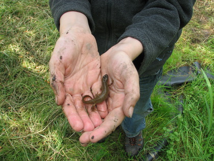 Molch in der Hand