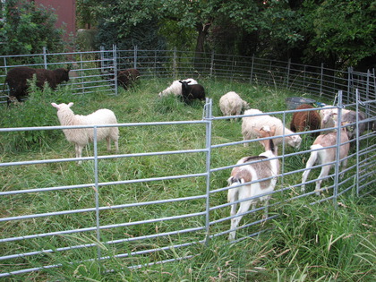 Dreizehn Schafe und zwei Ziegen mähen unseren Rasen