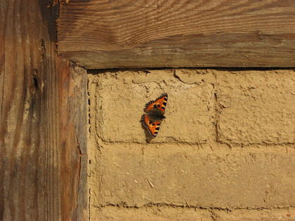 Schmetterling on the Wall