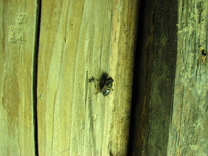 Merkwürdige Fliegen bei herbstlichen Temperaturen