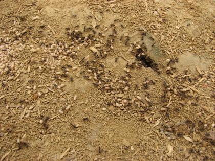 Lehmmörtel als Ameisenfarm