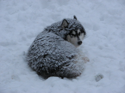 Als echter Husky lässt man sich gerne einschneien 2010