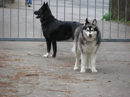 Mutter und Tochter als Teil des Rudels 2009