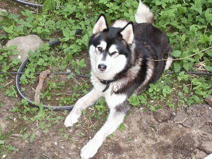 Qita junger Husky 2002