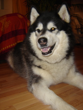 Qita lächelt 2006