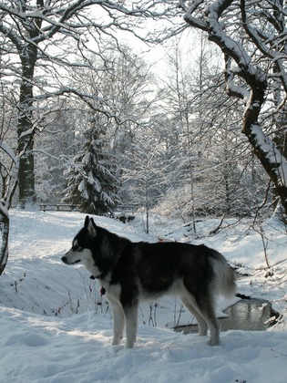 Schnee und Eis war ihre Liebe 2003