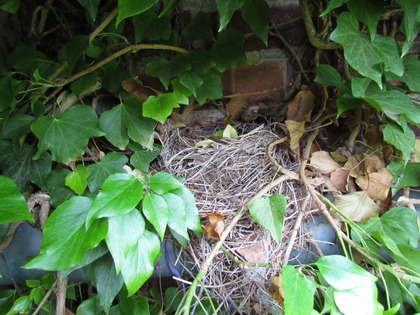 Etliche Vogelnester waren auf dem Fallrohr zu finden